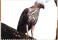 Bird Sanctuary Bharatpur