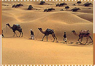 Camel Safari, Rajasthan  Tour Packages