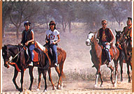 Horse Safari, Pushkar Travel Guide