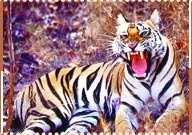 Tiger, Ranthambore Travel Guide