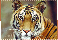 Tiger, Sawai Madhopur Travel Guide