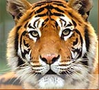 Tiger, Wildlife Tours
