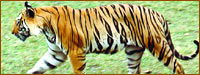 Tiger, Wildlife Tours Rajasthan